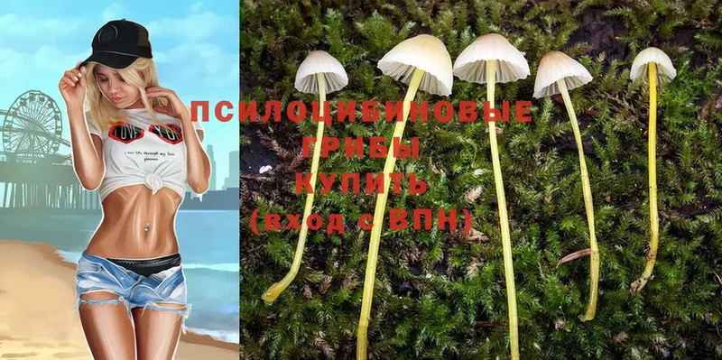 Галлюциногенные грибы Psilocybine cubensis  где купить наркотик  MEGA   Зерноград 